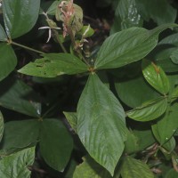 Flemingia macrophylla (Willd.) Kuntze ex Merr.